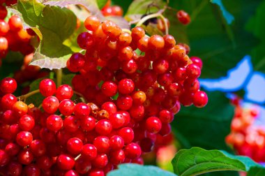 Viburnum sulu meyveleriyle bilinen bir bitki cinsidir. Hasat mevsiminde olgun yapraklar ve meyveler sergilenir. Botanik meraklıları viburnum 'un farklı çeşitleri üzerinde çalışmayı severler..