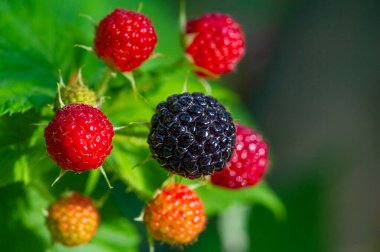 Lezzetli ve sulu siyah ahududu ve böğürtlen. Sağlıklı beslenmek için vitamin ve besin açısından zengin. Atıştırmak ya da en sevdiğiniz tariflere eklemek için ideal. Vejetaryenler için uygun.