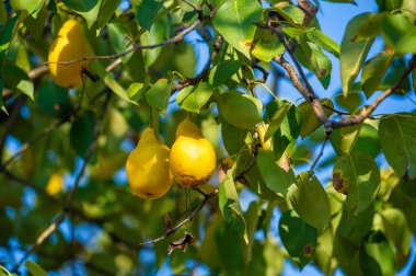 Canlı renkleri ve taze armutların dokusunu fotoğrafçılık yoluyla yakalayın. Lezzetli bir vejetaryen atıştırması için olgun bir armut dilimleyin..