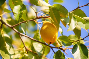 Fotoğraflarınızda olgun armutların sulu özünü yakalayın. Taze armut hasadının kırsal güzelliğini göster. Bu vitamin zengini meyvenin vejetaryenler için sağlık yararlarını vurgula.