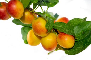 Erik vitamin açısından zengin sulu bir meyvedir. Bahçe meraklıları evde erik yetiştirebilirler. Olgun erikler lezzetli ve sağlıklı bir atıştırmalıktır..