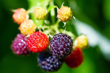 Siyah ahududu ve böğürtlen iyi bir vitamin kaynağıdır. Sulu ve olgun meyveler atıştırmak için idealdir. Besleyici bir şeyler arayan vejetaryenler için harika bir seçenek..