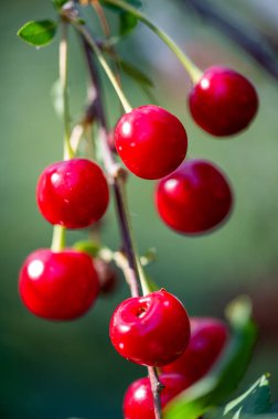 Kiraz, vitamin bakımından zengin sulu ve olgun bir meyvedir. Vejetaryenler ve sağlıklı atıştırmalıklar için uygun. Kirazlarda bulunan besinlerle sağlığınızı artırın.