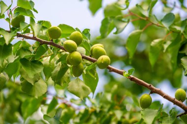 Çiftliğimizde yetişen besleyici ve sulu kayısılar sağlığınız için vitamin açısından zengin taze kayısılar yenilmeye hazır. Lezzetli ve lezzetli. Sağlıklı bir atıştırmalık için ideal.