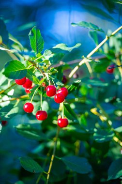 Sağlıklı bir diyet için gerekli vitaminleri içerir. Sulu ve olgun kirazlar atıştırmak için idealdir. Vejetaryen diyeti için ideal. Genel sağlık ve refahı teşvik eder..
