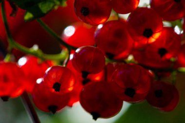 Arka planı bulanık kırmızı frenk üzümlerinin çarpıcı yakın plan görüntüleri. Düşsel ve sanatsal bir etki yarat. Sığ bir alan derinliği olsun. Kırmızı üzümlerin canlı renklerini ve dokusunu ayrıntılı olarak yakala.