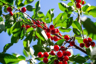 Vitamin ve besin maddeleriyle dolu. Sulu ve olgun. Sağlıklı bir vejetaryen diyeti için ideal..