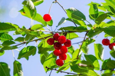 Kiraz, vitamin bakımından zengin sulu ve olgun bir meyvedir. Sağlığa iyi gelen bir vejetaryen aperatifi.