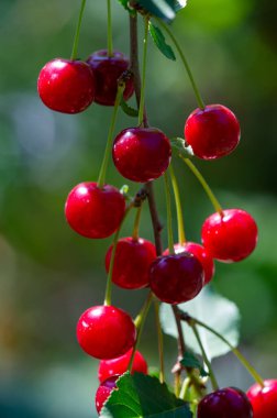Lezzetli olgun kirazlar, vitamin açısından zengin. Vejetaryenler için sulu ve sağlıklı bir atıştırmalık. Sağlığını olgun kirazlarla güçlendir.