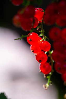 Arka planı bulanık kırmızı frenk üzümlerinin çarpıcı yakın plan görüntüleri. Düşsel ve sanatsal bir etki yarat. Sığ bir alan derinliği olsun. Kırmızı üzümlerin canlı renklerini ve dokusunu ayrıntılı olarak yakala.