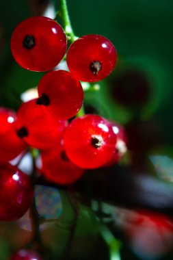Bulanık arka planlı kırmızı frenk üzümlerinin fevkalade makro fotoğrafları. En küçük ayrıntıları ve kırmızı frenk üzümlerinin canlı rengini ortaya çıkarıyor. Görsel olarak çarpıcı ve eşsiz görüntüler oluşturmak için ideal.