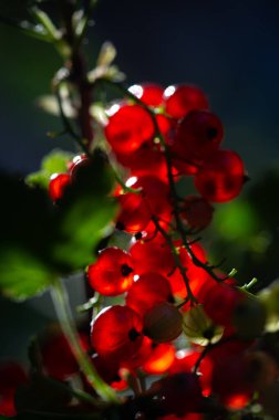 Sığ alan derinliği ile güzel bokeh etkisi kırmızı kuş üzümlerinin sersemletici yakın çekim görüntüleri odak noktasındaki kırmızı frenk üzümlerinin karmaşık detaylarını nasıl yakalayacağını gösterir