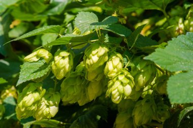 Bira yapma dünyasını keşfedin ve hops, wort ve daha fazlasını öğrenin. Fenollerin, aroidlerin ve gerekli yağların arkasındaki bilimi keşfedin. Pişirme ve şekerleme konusunda yaratıcı ol.,