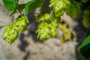 Bira yapma dünyasını keşfedin ve hops, wort, fenol ve daha fazlasını öğrenin. Fırın ürünleri ve şekerleme ürünlerinde temel yağ ve aroidlerin nasıl kullanıldığını öğrenin.