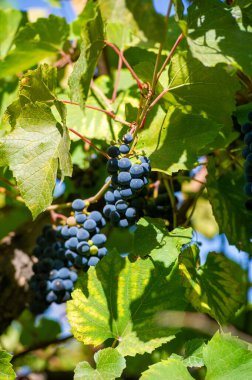 Üzümden şişeye şarap yapma sanatını tecrübe edin. Üzüm bağlarının güzelliğinin ve geleneklerinin tadını çıkar. Her hasat mevsiminde emeğimizin meyvelerinin tadını çıkar..