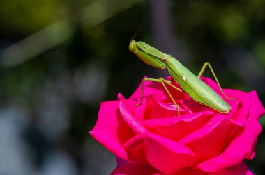 Peygamberdevelerinin büyüleyici dünyasını keşfedin. Yakın çekim onların gizemli bakışlarını ve karmaşık özelliklerini gözler önüne seriyor. Doğanın harikalarına büyüleyici bir bakış.