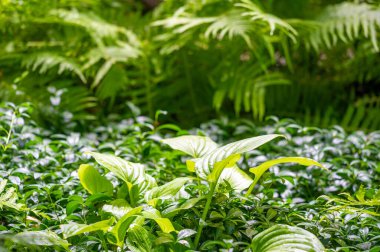 Bir çimenlikteki çeşitli otlar güzel kokulu ve görsel olarak çekici bir bitki bahçesi oluşturur. Mutfak ya da tıbbi amaçlar için taze bitkiler toplayın.