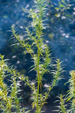 Yeşil yapraklı kenevir ve marihuananın faydalarını ve kullanımlarını vurgular. Farklı türler ve etkileri hakkında bilgi sağlar. Sorumlu tüketim için eğitim kaynakları sunar
