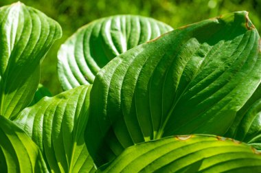 Ev sahibi yaprakların büyüleyici güzelliğini tecrübe edin. Gözleriniz ve ruhunuz için rahatlatıcı bir vaha yaratın. Yeşilin karmaşık desenlerini ve tonlarını keşfedin. Huzur dolu bir dünya yaşayın.