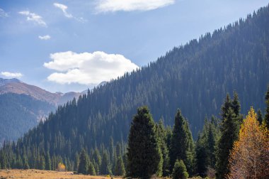 Tien Shan dağlarındaki sonbaharın güzelliğinin tadını çıkar. Yeşillik ve çam ağaçlarıyla çevrili rahatlatıcı bir yürüyüş yap. Dağları süsleyen renkli çiçeklere hayranlık duyun..