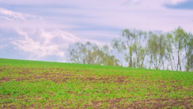 Fields of Bollenty 'deki doğanın güzelliğinin tadını çıkar. Kış ekinleri bu güzel manzarada bol miktarda hasat vaat ediyor. Açık mavi gökyüzünün altında kendini yemyeşil bir yere daldır..
