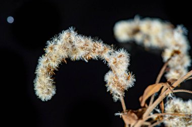 Sonbaharın özünü altın bir paletle yakalıyor. Siyah arkaplandaki karşıtlık çarpıcı bir görsel etki yaratıyor. Sonbahar mevsiminde sıcaklık ve konfor hissi uyandırır..