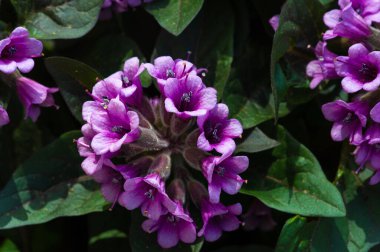 Physochlaina, Çin 'in kuzeybatısında ve çevresindeki bölgelerde bulunan itüzümü familyası Solanaceae' ye ait küçük bir bitki cinsidir..