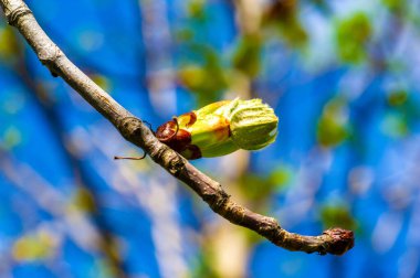Yeni başlangıçların ve büyümenin kestane sembolü. Güzel çiçeklerin geleceği vaadi. Kişileştirme, dönüşüm ve yenilenme potansiyelini temsil eder.