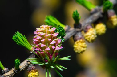güzel çiçeklerin yakın görünümü