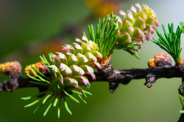 Pembe karaçam konisi yeşil çam iğnelerinin arka planında göze çarpar. Sıkıcı bir ilkbahar manzarasına renk katıyor. Doğanın güzelliği bu basit ama güçlü görüntüde gösteriliyor.