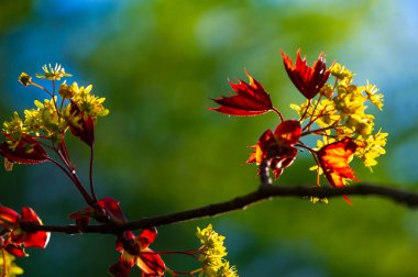 Acer Rubrum, bataklıklarda yaygın olarak bulunur. Sonbaharda parlak kırmızı yaprakları var. Hızla büyür ve 40-60 feet yüksekliğe ulaşabilir. İlkbaharda küçük kırmızı çiçek kümeleri üretir.