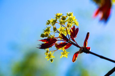 Acer Rubrum, Kuzey Amerika 'da yaygın olarak bulunur. Kırmızı çiçekler ve meyveler üretir. Sonbaharda yapraklar kıpkırmızı olur. Islak ya da bataklık bölgelerde iyi yetişir..