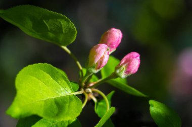 Çiçek açmış pembe bir elma ağacının çarpıcı yakın plan fotoğrafı. Doğanın narin güzelliklerini taşır. Hem çiçekseverler hem de doğa severler için ideal..