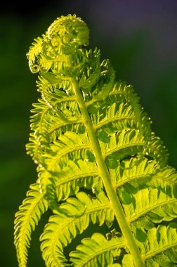 Çeşitli Uygulamalar için Fern-Temalı Tasarım Elementleri eğreltiotu desenleri ile botanik ve doğal bir görünüm oluşturur. Grafik tasarım veya dekorasyonda kullanılacak izole yapraklar.