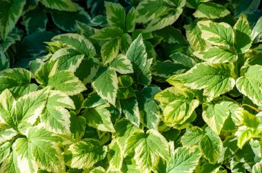 Aegopodyum podagraria çok yıllık bir bitkidir. Yeşil ve beyaz çeşitlilikte yaprakları var. Genel olarak piskopos ya da peynir çimi olarak bilinir. Bu bitki bazı bölgelerde istilacı olabilir..