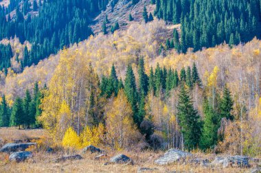 Tien Shan Dağları 'nın engebeli güzelliğini keşfedin. Huş ağacı patikalarında dolaş. Nefes kesici çam ağaçlarının sükunetini hisset. Kayalar arasında heyecan verici bir maceraya atılın..