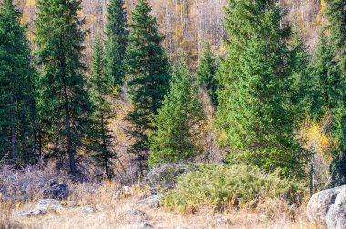 Tien Shan ladin ormanlarının mistik cazibesini keşfedin. Vahşi doğanın canlı sonbahar renklerini deneyimleyin. Dağlarda yeni yükseklikler ve maceralar keşfedin..