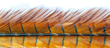 Doğanın güzelliğini sülün tüyüyle tecrübe et. Çarpıcı renkler ve karmaşık desenler keşfedin. İçindeki zarafet ve zarafeti hisset. Doğal bir güzellik katmak için ideal.