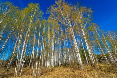 Bu kavram ilkbaharın başlarında bir huş ağacından esinlenilmiştir. Şu anda doğanın güzelliği ve yenilenmesi gösteriliyor. Çiçek açan yapraklar, çiçek açan yapraklar ve taze yeşillik gibi unsurları içerir.