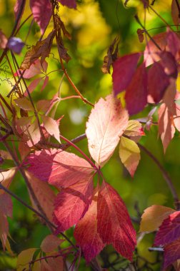 Ağaçların dallarında sonbahar yaprakları. Mandalina kırmızısı. Kaleydoskopik yapraklardan. Geçen yazın zümrüt halısında sonbahar sihrini örten bir duvar halısı yaratır.