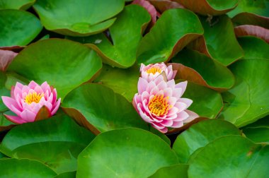 Lotus. Nelumbo. Doğa 'nın Suluboya Paleti kendinizi bu canlı nilüferlerin büyüleyici güzelliğine daldırın, sessiz bir göleti yaşayan bir başyapıta dönüştürün. Su Zambağının Mucizeleri