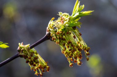 Doğanın güzel ve parlak fotoğrafları. İlkbaharın başlarında akçaağaç çiçeklerinin narin güzelliklerini yakala. Büyüleyici görüntülerle evinize biraz doğa harikası katın..