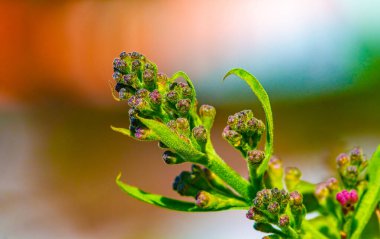 Büyüleyici leylak çiçeklerine hazır olun. Doğanın güzelliğinin tadını çıkar. Mor iyilik patlaması için bizden ayrılmayın..
