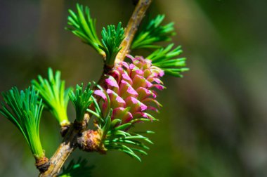 Baharda parlak pembe kozalakların büyüleyici görüntüsü. Doğanın güzelliğini ve değişen mevsimleri takdir et. Çiçekli çam ağaçlarının ender ve çarpıcı doğa olayına tanık olun..