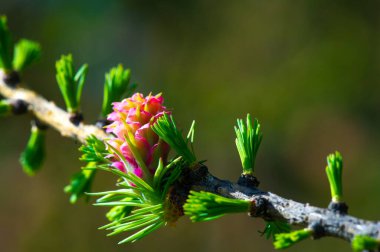 İlkbaharın başlarında çam dallarının çarpıcı pembe renginin tadını çıkar. Nadir ve güzel bir doğa olayına tanık olun. Doğanın güzelliğini çiçek açan çam ağaçlarıyla kutlayın..