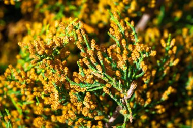 Ardıç, aromatik yaban mersinleri ile tanınır ve cin üretiminde kullanılır. Bazı ardıç türleri genellikle peyzaj tasarımında süs bitkisi olarak kullanılır..