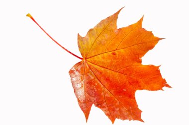 Sonbahar akçaağaç yapraklarının karmaşık detaylarını yakalamak, sonbahar doğasının canlı renklerini ve dokularını keşfetmek makro fotoğrafçılık tekniği kullanarak çarpıcı kompozisyonlar yaratmak demektir.