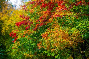 Sonbahar doğasının güzelliğinin tadını çıkar. Renkli ağaç yapraklarının çarpıcı fotoğraflarını çek. Bir sonbahar gününün huzurlu atmosferinin tadını çıkar..