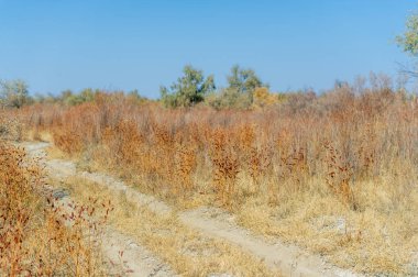 Sonbahar, Steppe. Çayırlar. Çölün uçsuz bucaksız alanlarında tozlu bir yol. Maceracıları keşfedilmemiş topraklara götürüyor. Çöl Kaşifi