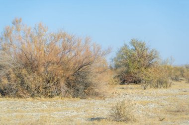 Sonbahar, Steppe. Çayırlar. Sonbahar bozkırının sakin bozkırlarında kaybolan yalnız bir ağaç doğanın yüceliğini hatırlatan yüce bir hatıra olarak ortaya çıkar. Sessiz bir koruyucu.,